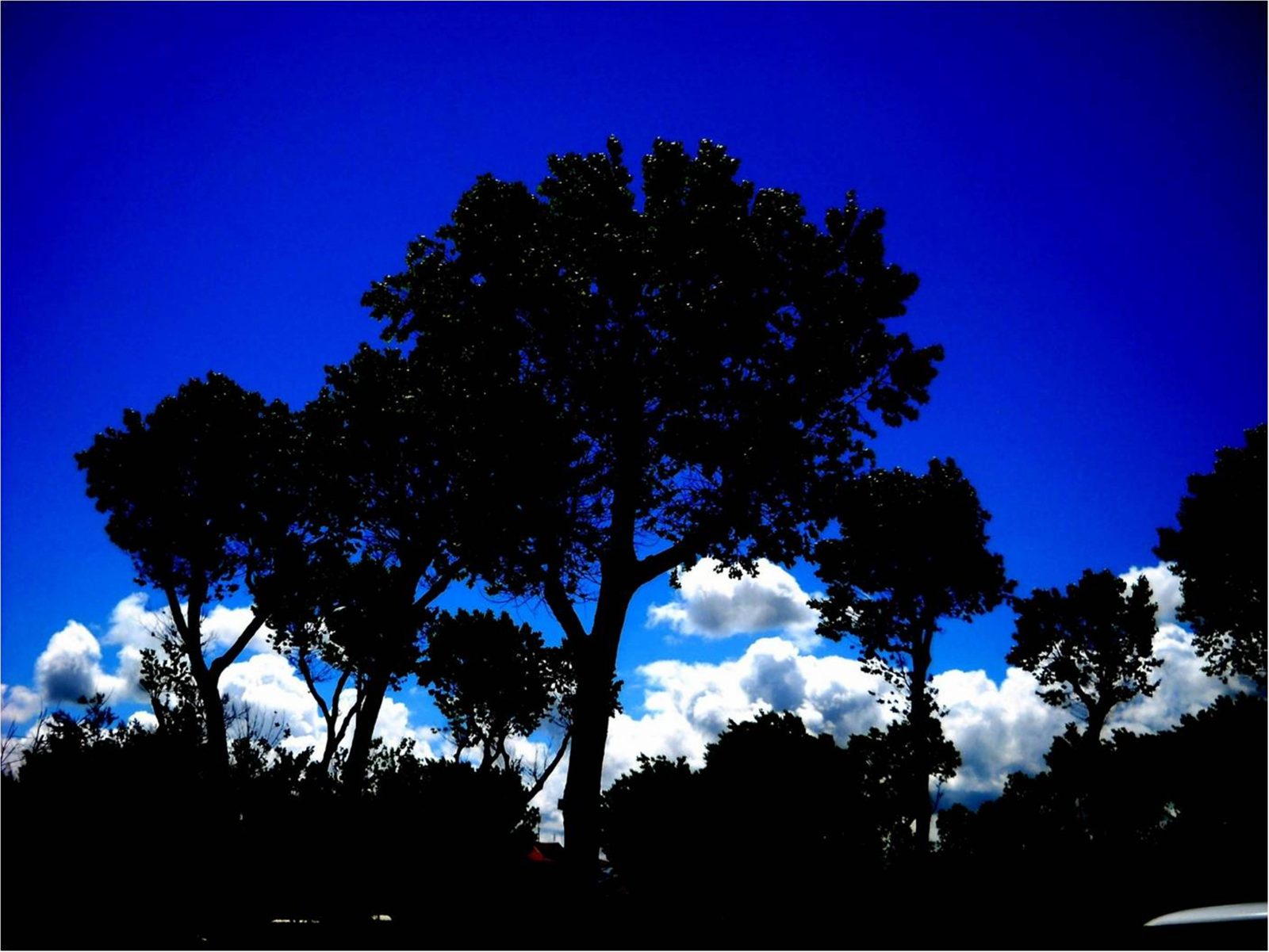alberi nel cielo azzurro