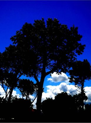 alberi nel cielo azzurro